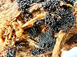 Attēlu rezultāti vaicājumam “Cribraria argillacea sessile”