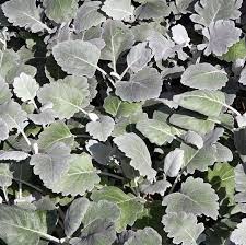 Image result for Cineraria maritima