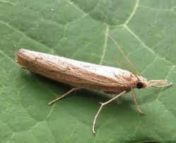 Attēlu rezultāti vaicājumam “Pediasia fascelinella”