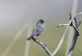 Image result for Sylvia sarda