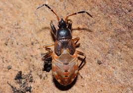 Attēlu rezultāti vaicājumam “Eremocoris plebejus”