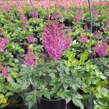 Attēlu rezultāti vaicājumam “Astilbe chinensis leaf”