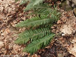 Attēlu rezultāti vaicājumam “Polystichum aculeatum”