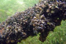 Attēlu rezultāti vaicājumam “Dreissena polymorpha”