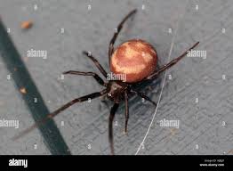 Attēlu rezultāti vaicājumam “Steatoda grossa”
