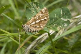 Attēlu rezultāti vaicājumam “Bupalus piniaria female”