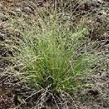 Attēlu rezultāti vaicājumam “Carex ornithopoda leaf”