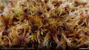 Attēlu rezultāti vaicājumam “Sphagnum angustifolium sporophyte”