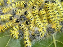 Attēlu rezultāti vaicājumam “Phalera bucephala larva”