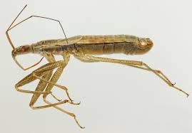 Attēlu rezultāti vaicājumam “Nabis limbatus”