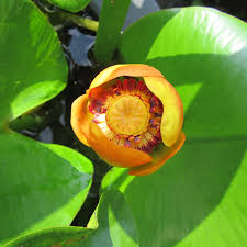 Attēlu rezultāti vaicājumam “Nuphar lutea flower”