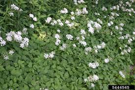 Attēlu rezultāti vaicājumam “Aegopodium podagraria flower”