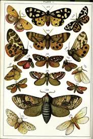 Attēlu rezultāti vaicājumam “Arctiidae”