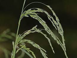 Attēlu rezultāti vaicājumam “Cinna latifolia fruit”