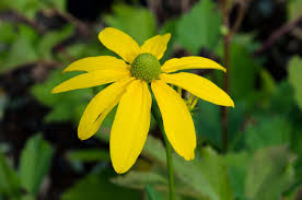 Image result for Rudbeckia