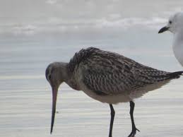 Attēlu rezultāti vaicājumam “Limosa lapponica”