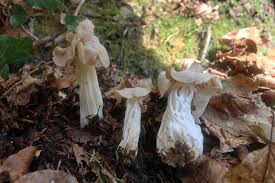 Attēlu rezultāti vaicājumam “Helvella crispa”