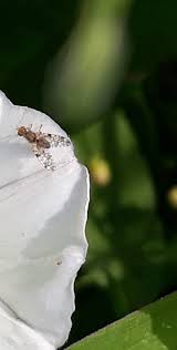 Attēlu rezultāti vaicājumam “Dictenidia bimaculata male”