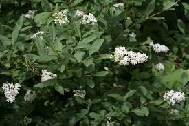 Attēlu rezultāti vaicājumam “Ligustrum vulgare”
