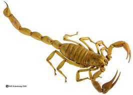 Attēlu rezultāti vaicājumam “Arachnida”