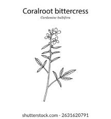 Attēlu rezultāti vaicājumam “Cardamine bulbifera”