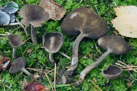 Attēlu rezultāti vaicājumam “Helvella”