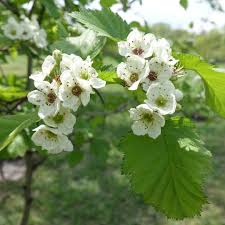 Attēlu rezultāti vaicājumam “Crataegus submollis”