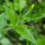 Attēlu rezultāti vaicājumam “Stellaria nemorum flower”