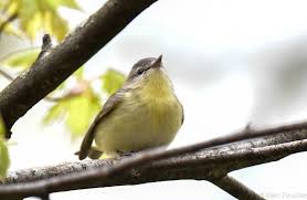 Image result for Vireo philadelphicus