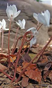 Attēlu rezultāti vaicājumam “Cyclamen hederifolium”