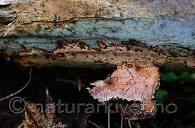 Attēlu rezultāti vaicājumam “Junghuhnia collabens”