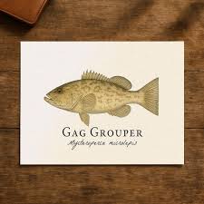 Image result for Mycteroperca microlepis