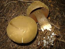 Attēlu rezultāti vaicājumam “Porphyrellus porphyrosporus”