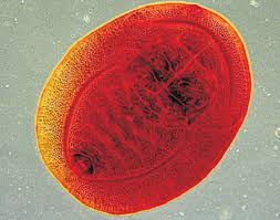 Attēlu rezultāti vaicājumam “Aleurochiton aceris”