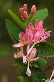 Attēlu rezultāti vaicājumam “Lonicera tatarica flower”