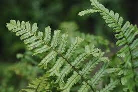Attēlu rezultāti vaicājumam “Dryopteris”