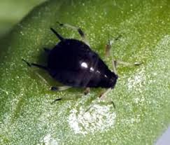 Attēlu rezultāti vaicājumam “Aphis fabae”