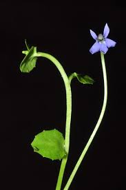 Attēlu rezultāti vaicājumam “Lobeliaceae”