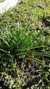 Attēlu rezultāti vaicājumam “Sesleria caerulea bud”