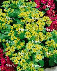 Attēlu rezultāti vaicājumam “Chrysosplenium alternifolium leaf”