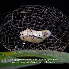 Attēlu rezultāti vaicājumam “Phylloneta cocoon”