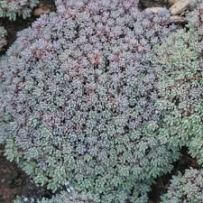 Attēlu rezultāti vaicājumam “Sedum hispanicum leaf”