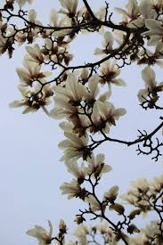 Attēlu rezultāti vaicājumam “Magnolia cylindrica”