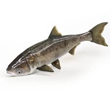 Image result for Hypophthalmichthys nobilis