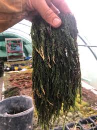 Attēlu rezultāti vaicājumam “Platyhypnidium riparioides”