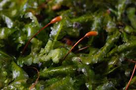 Attēlu rezultāti vaicājumam “Homalia trichomanoides”