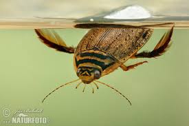 Attēlu rezultāti vaicājumam “Acilius sulcatus”