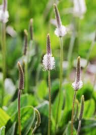 Attēlu rezultāti vaicājumam “Plantago media flower”