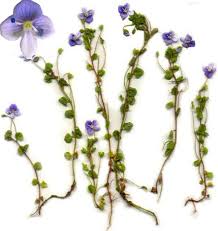 Attēlu rezultāti vaicājumam “Veronica agrestis”