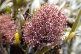 Attēlu rezultāti vaicājumam “Enteridium olivaceum macro”